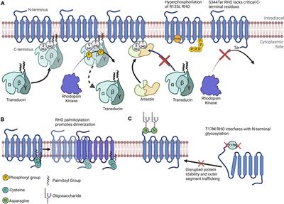 Posttranslational modifications of proteins in diseased retina
